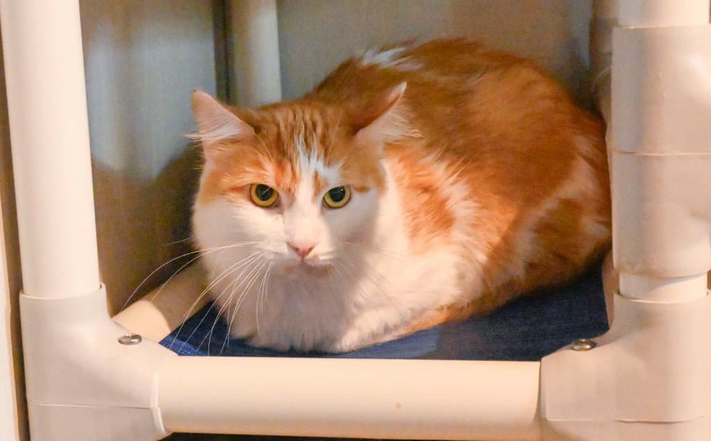 Guppy - Domestic Medium Hair