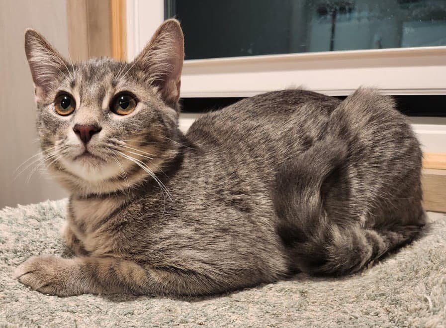 Davis - Domestic Short Hair