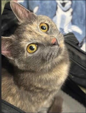 Salvie - Domestic Short Hair