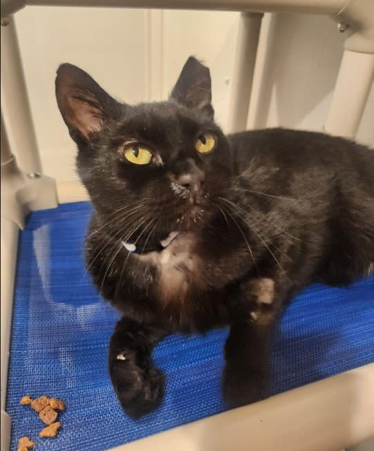 Flounder - Domestic Short Hair