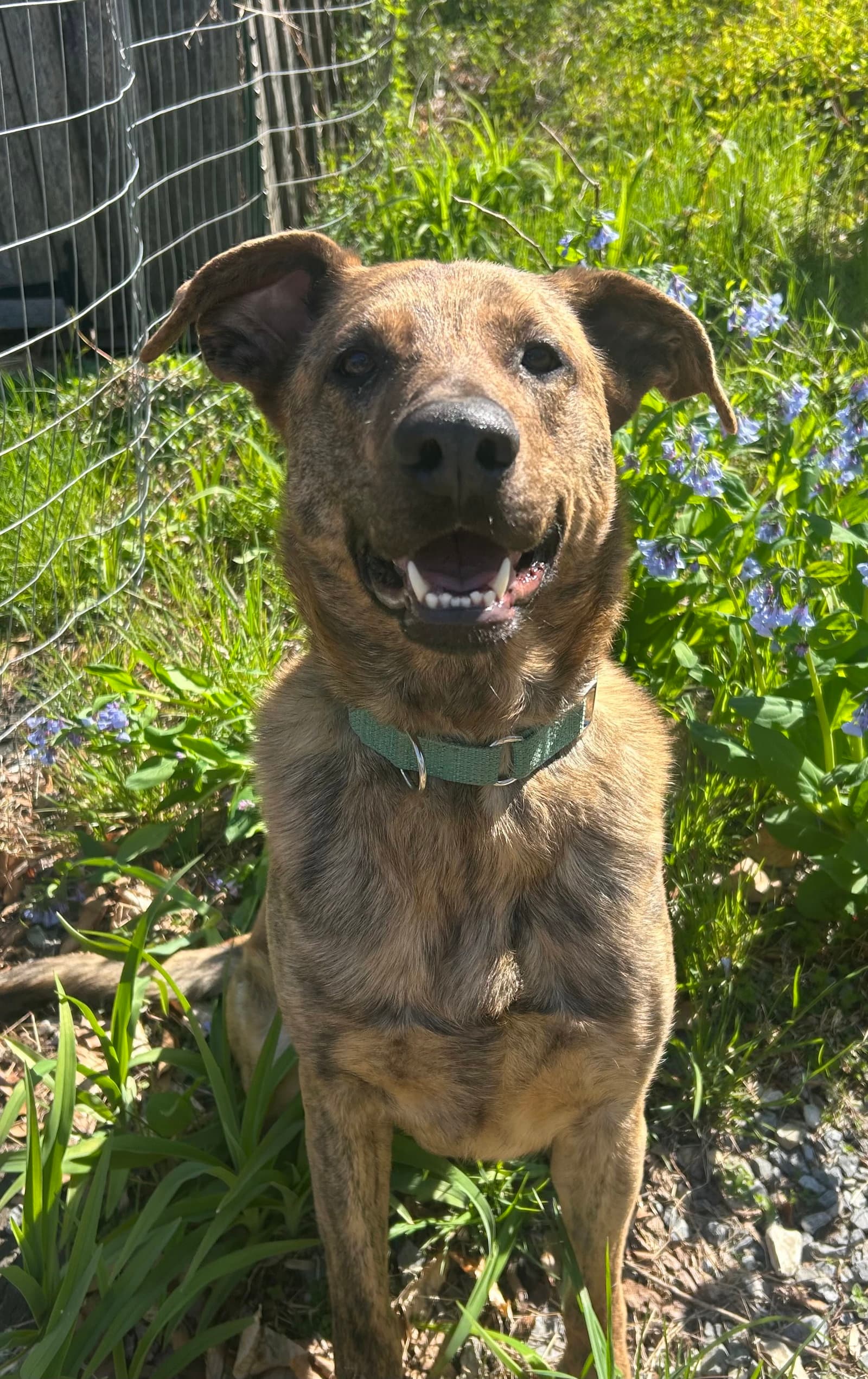 Bruno - Shepherd