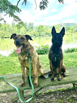 Bruno image 4