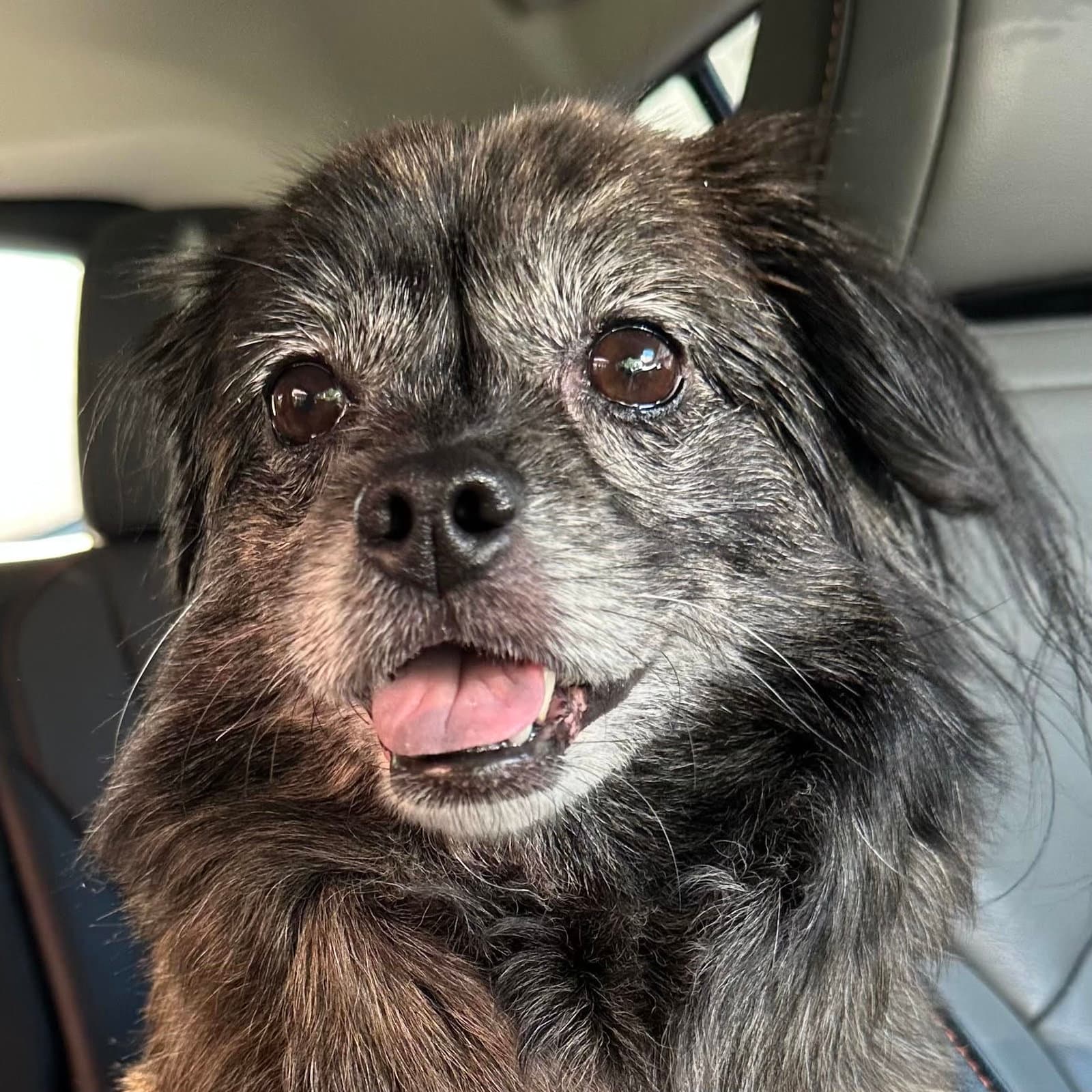 Little Bird - Pekingese