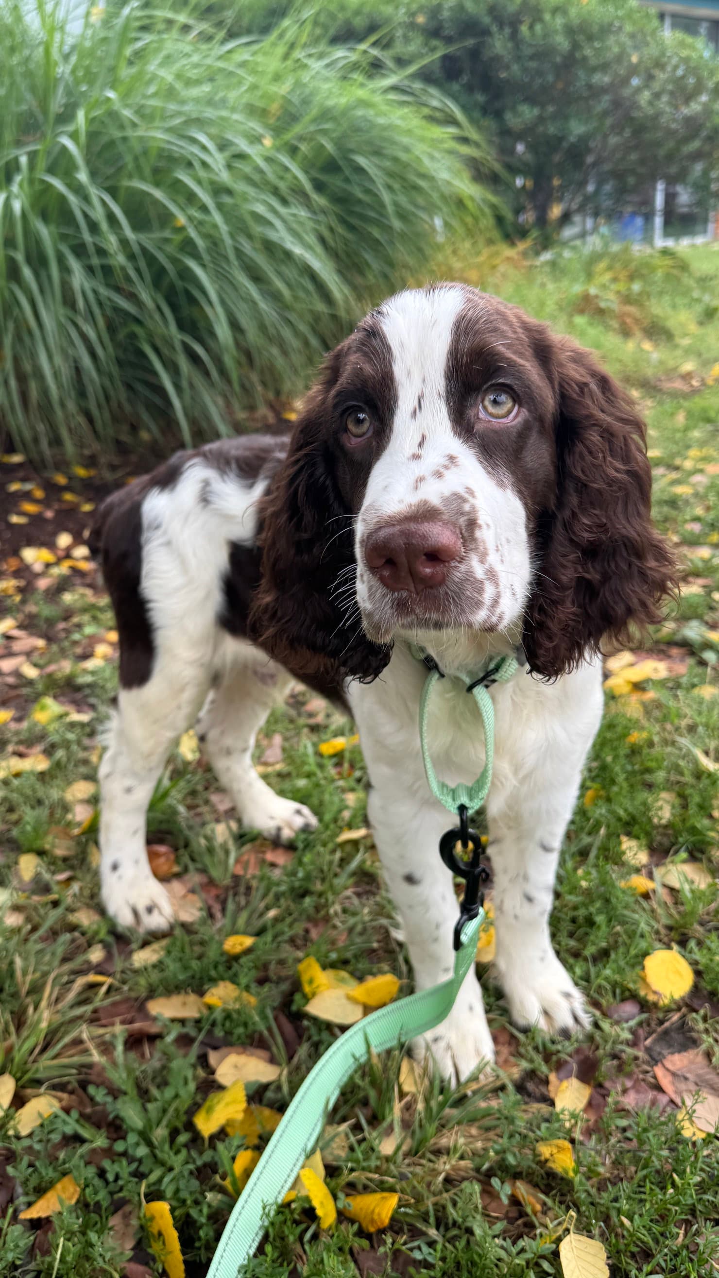 Gregory - English Springer Spaniel