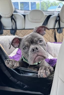 Gizmo image 1
