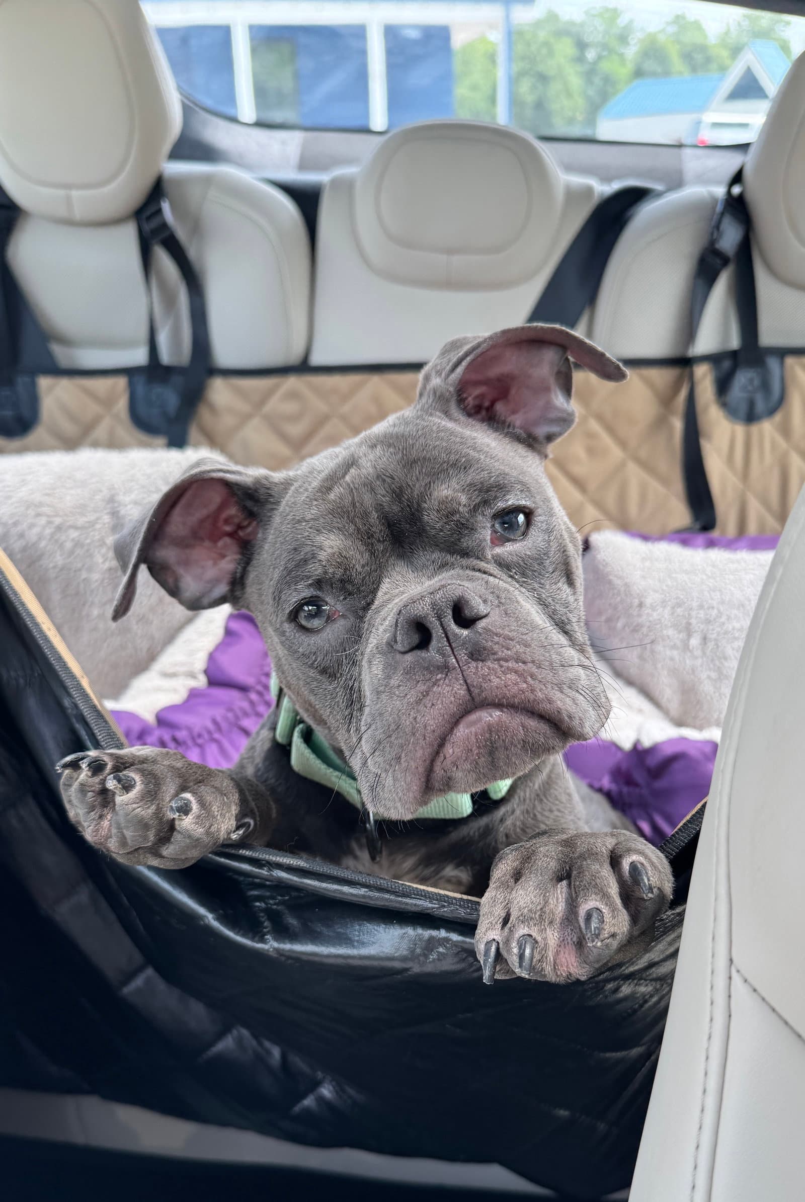 Gizmo - American Bulldog