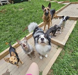 Gizmo image 2