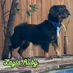 Layla Ruby image 3