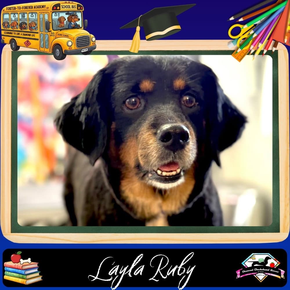 Layla Ruby - Dachshund