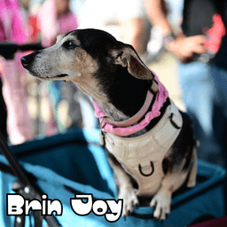 Brin Joy image 2