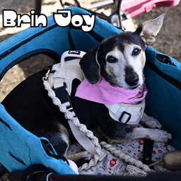 Brin Joy image 4