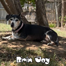 Brin Joy image 3