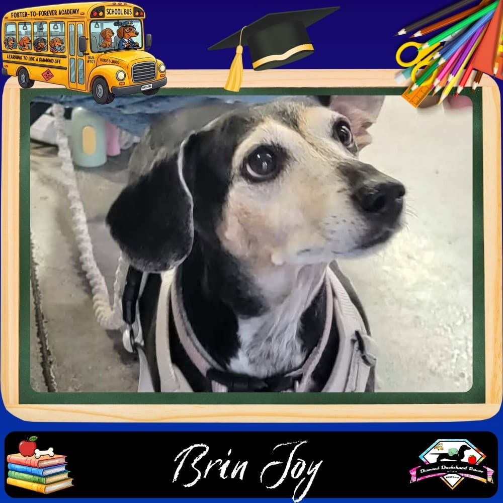 Brin Joy - Dachshund