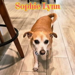 Sophie Lynn image 4