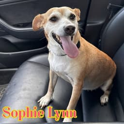 Sophie Lynn image 2