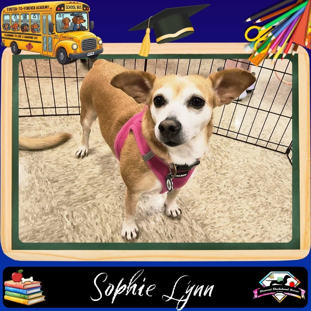 Sophie Lynn - Dachshund