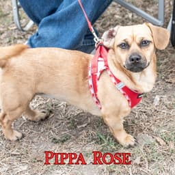 Pippa Rose image 4