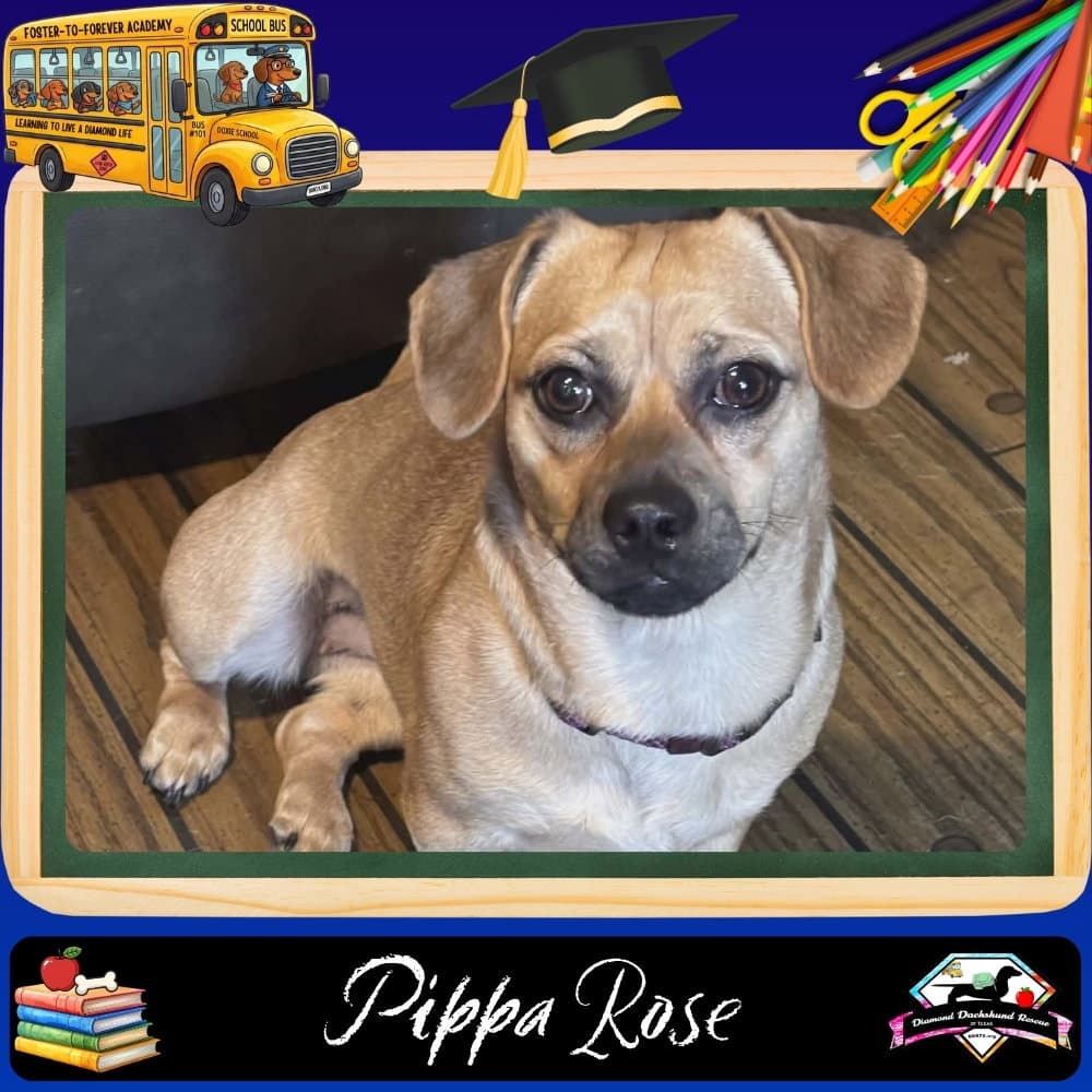Pippa Rose - Dachshund