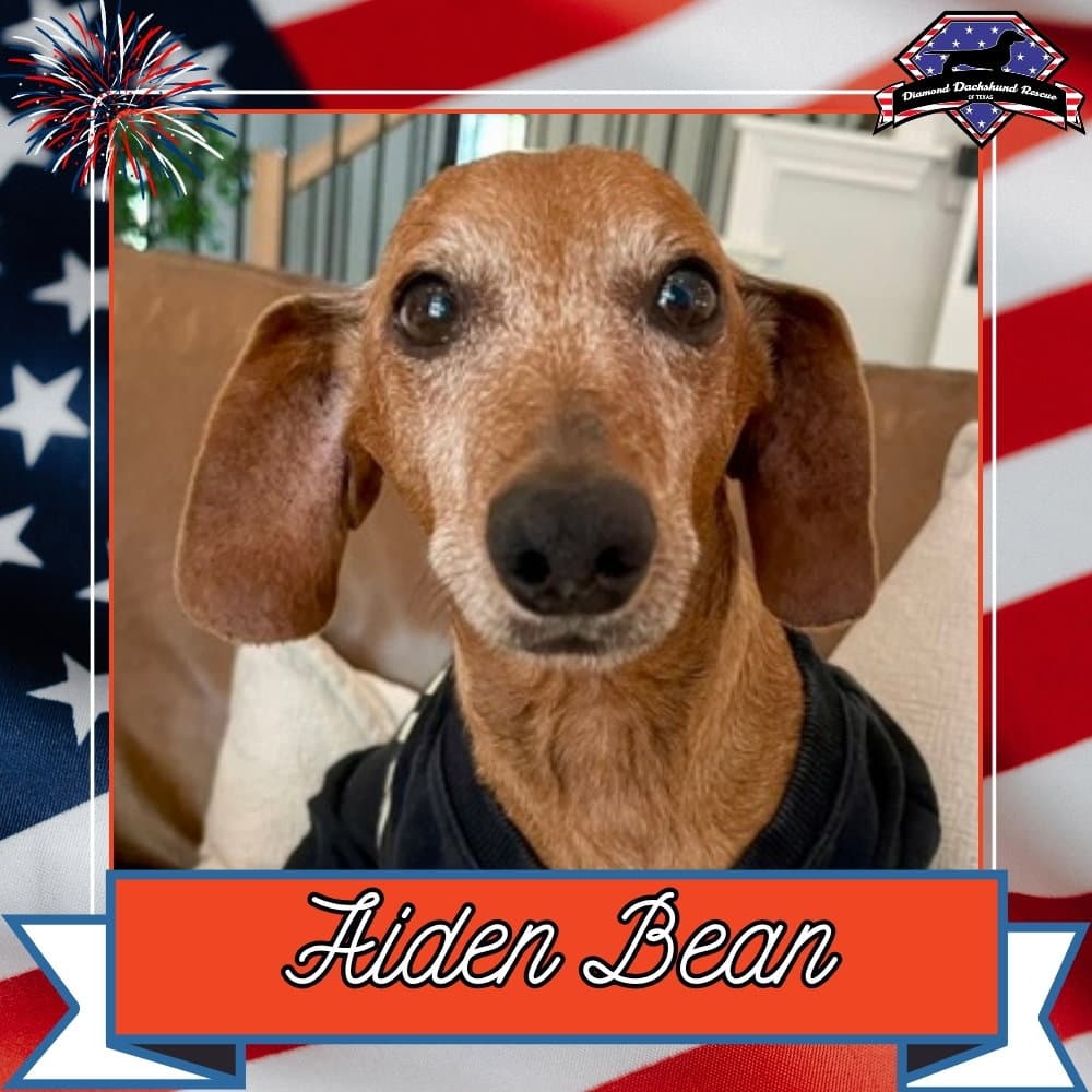 Aiden Bean - Dachshund