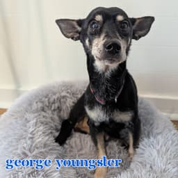George Youngster image 3