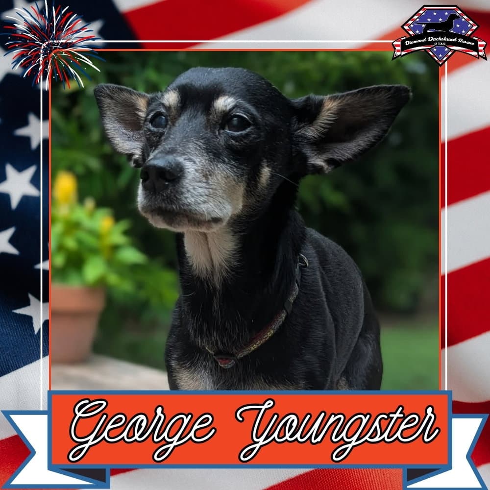 George Youngster - Dachshund