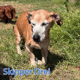 Skipper Drei image 4