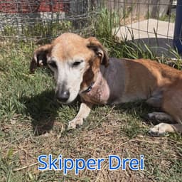 Skipper Drei image 3