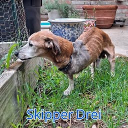 Skipper Drei image 2