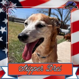 Skipper Drei image 1