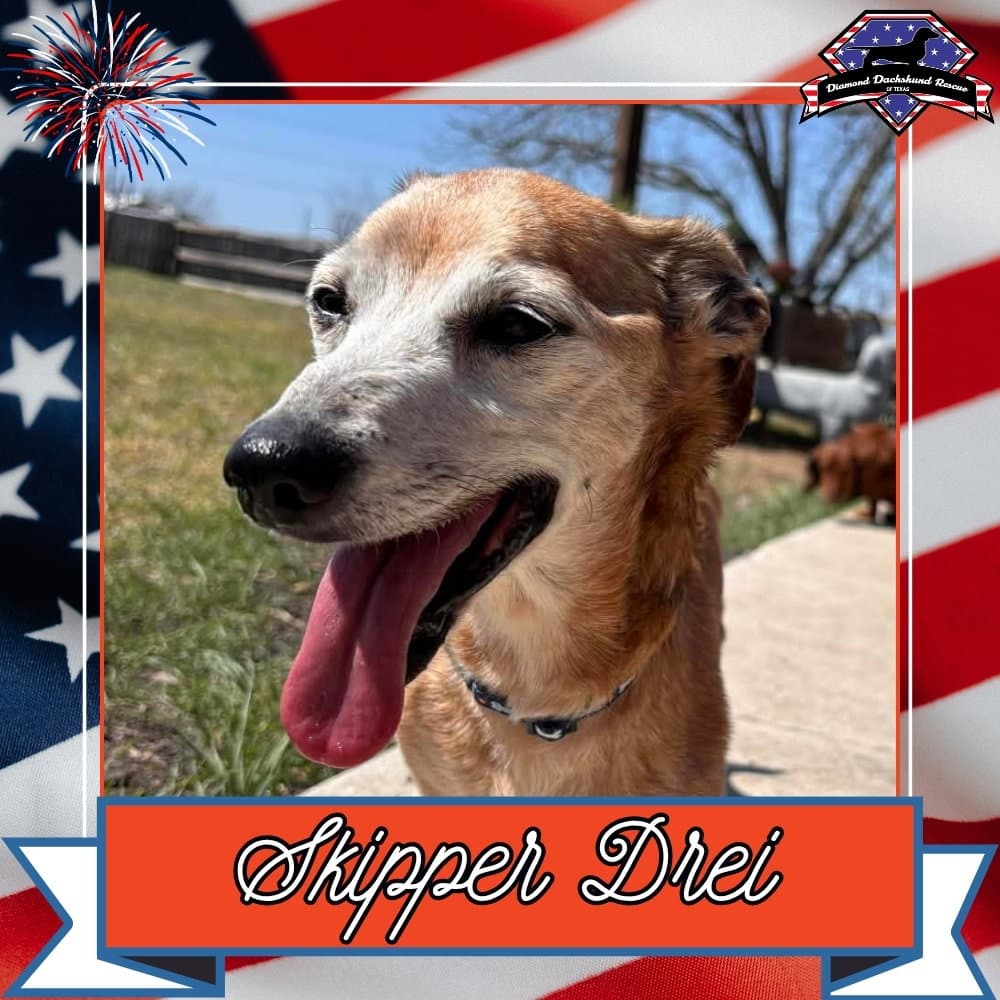 Skipper Drei - Dachshund