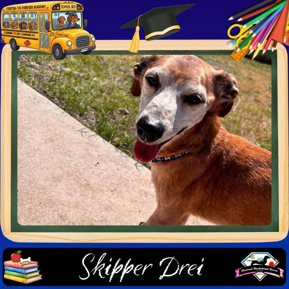 Skipper Drei - Dachshund