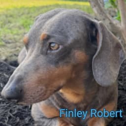 Finley Robert image 3