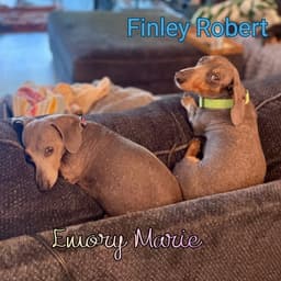 Finley Robert image 4