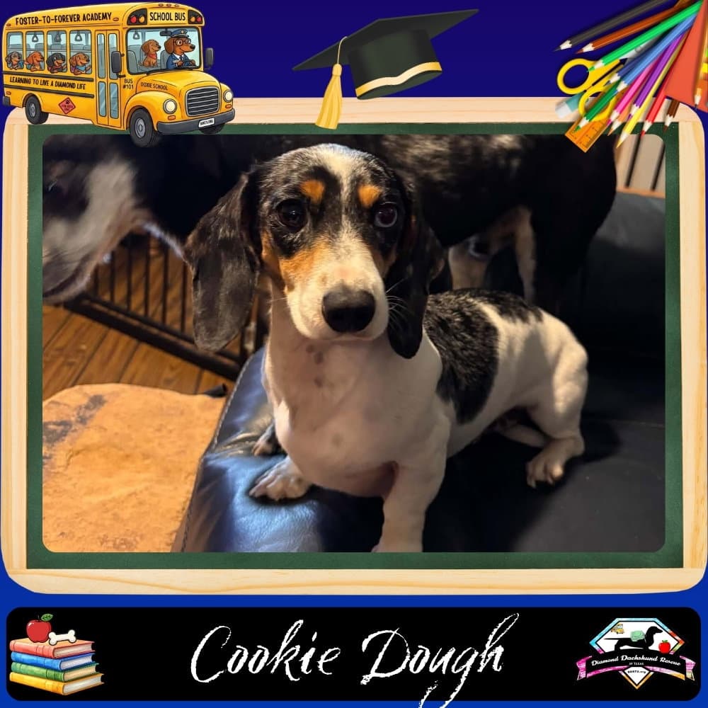 Cookie Dough - Dachshund
