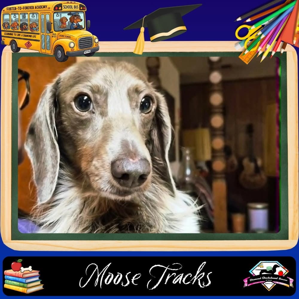 Moose Tracks - Dachshund