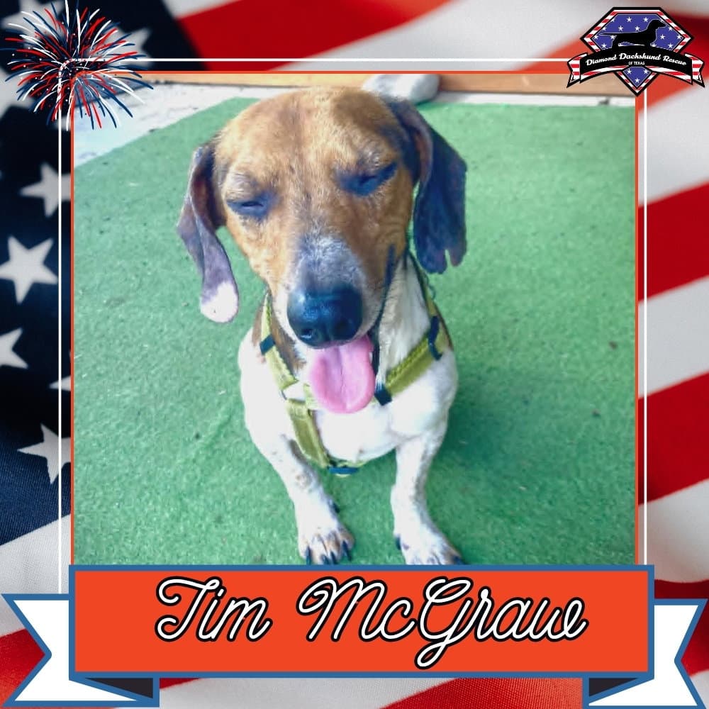 Tim Mcgraw - Dachshund