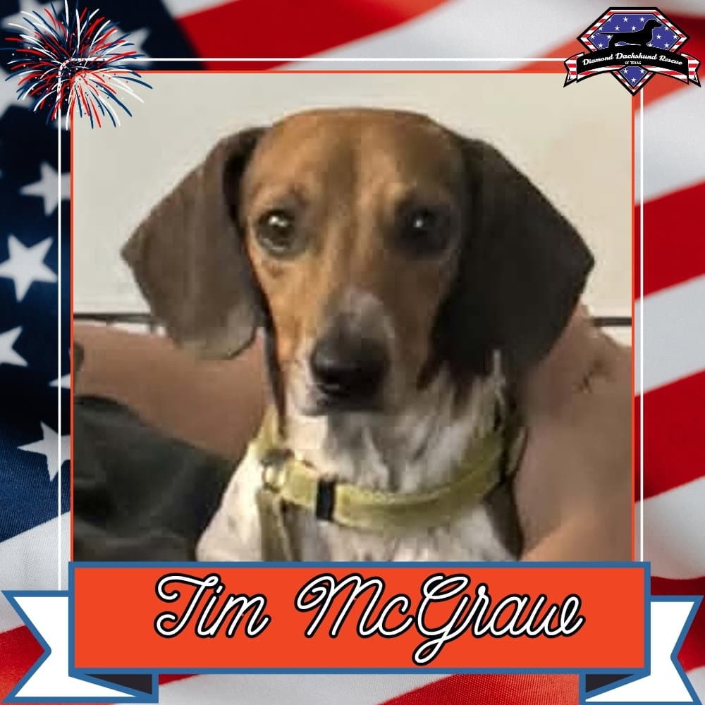 Tim Mcgraw - Dachshund