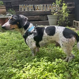 Hank Williams image 3