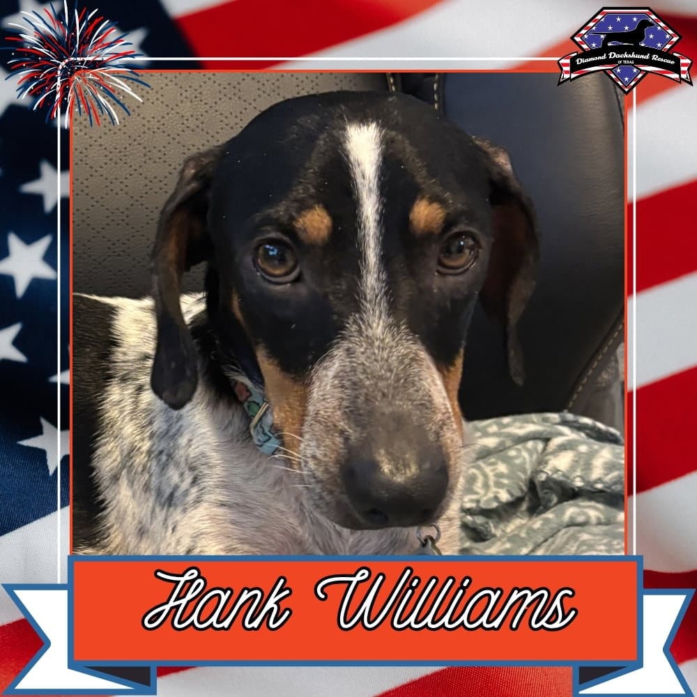 Hank Williams - Dachshund