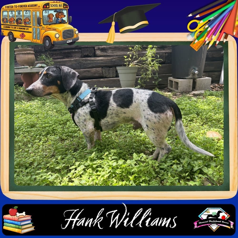 Hank Williams - Dachshund