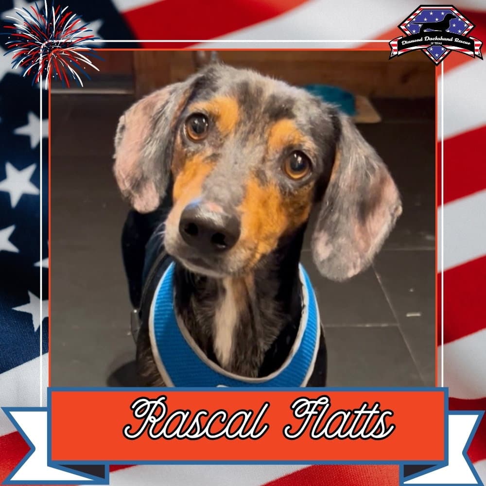 Rascal Flatts - Dachshund