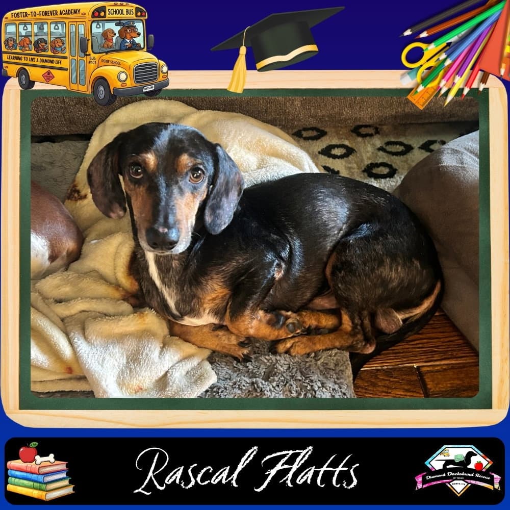 Rascal Flatts - Dachshund