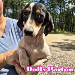 Dolly Parton image 2