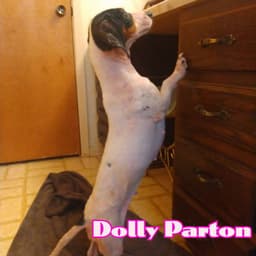 Dolly Parton image 4