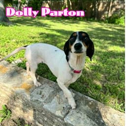 Dolly Parton image 3