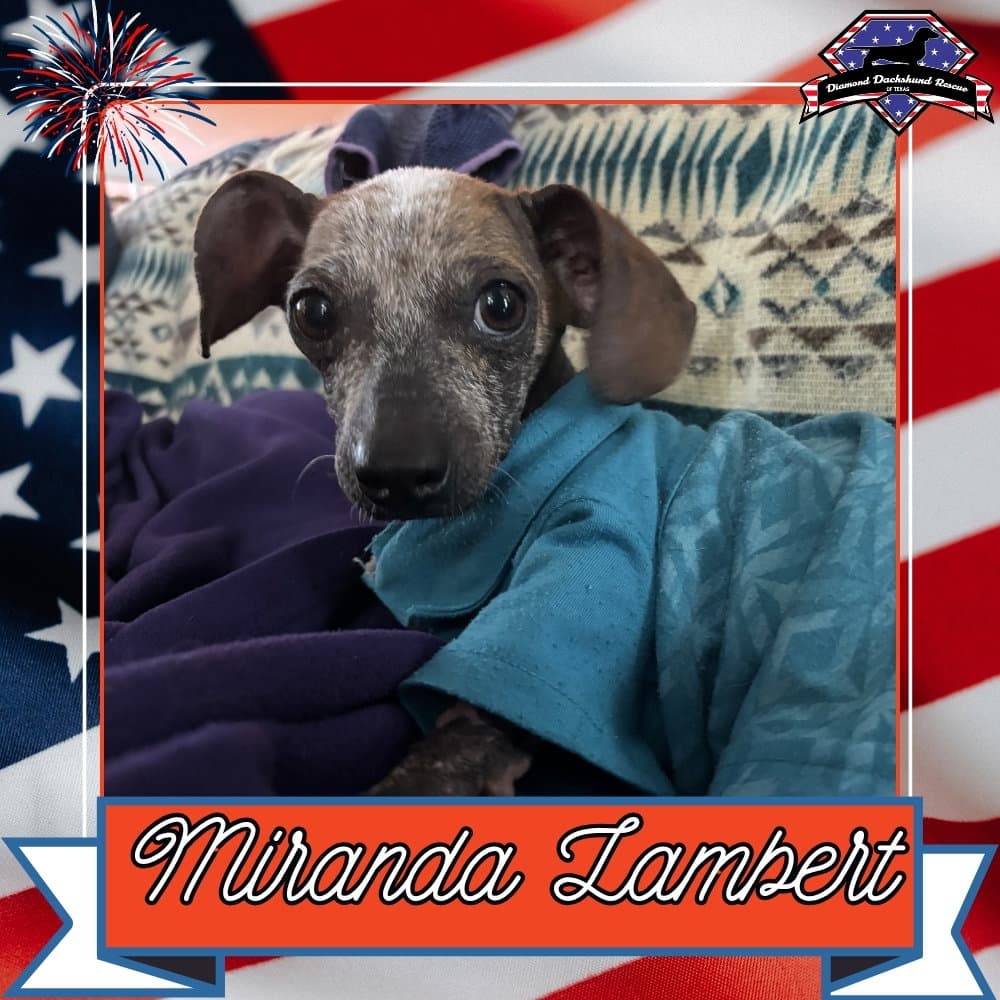 Miranda Lambert - Dachshund