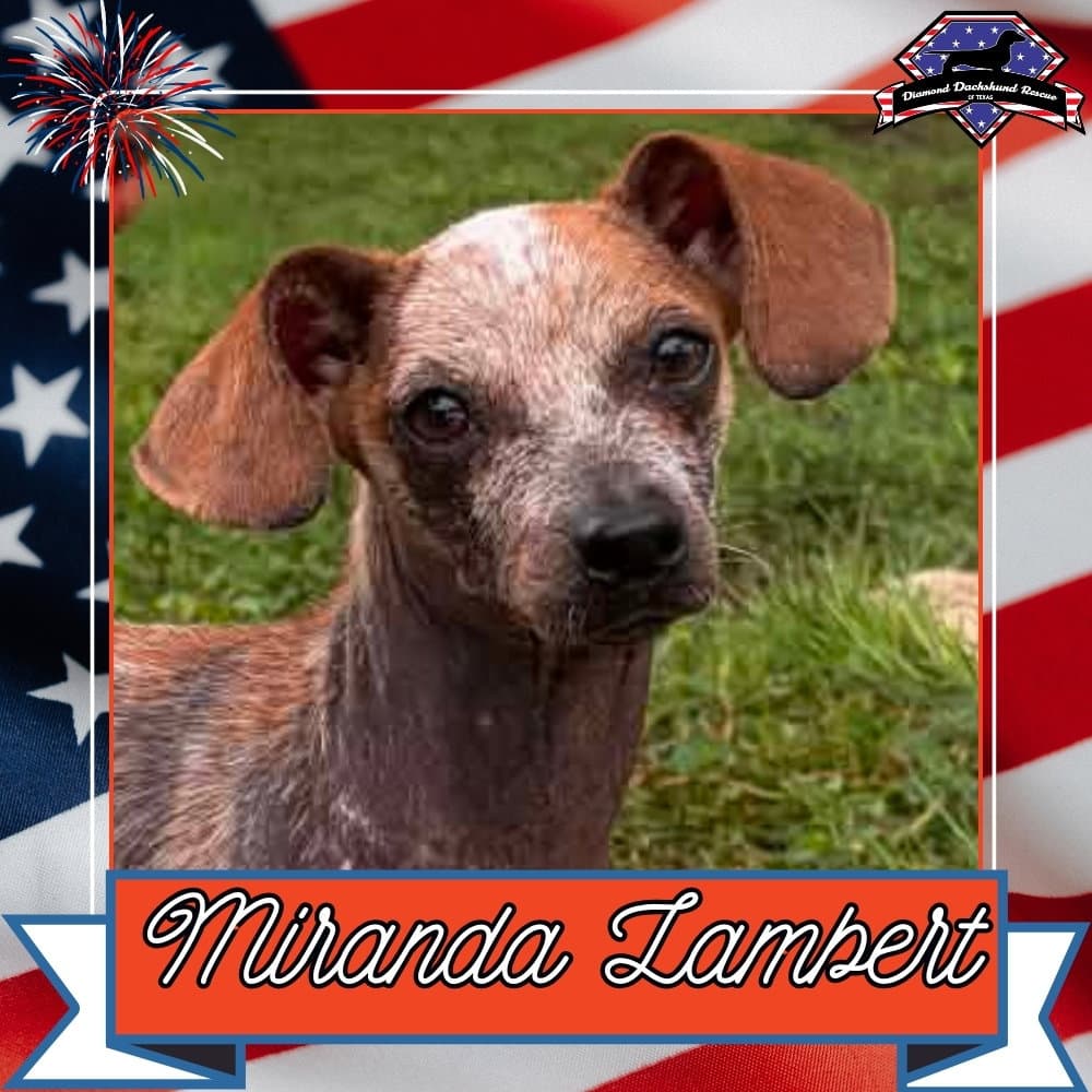 Miranda Lambert - Dachshund