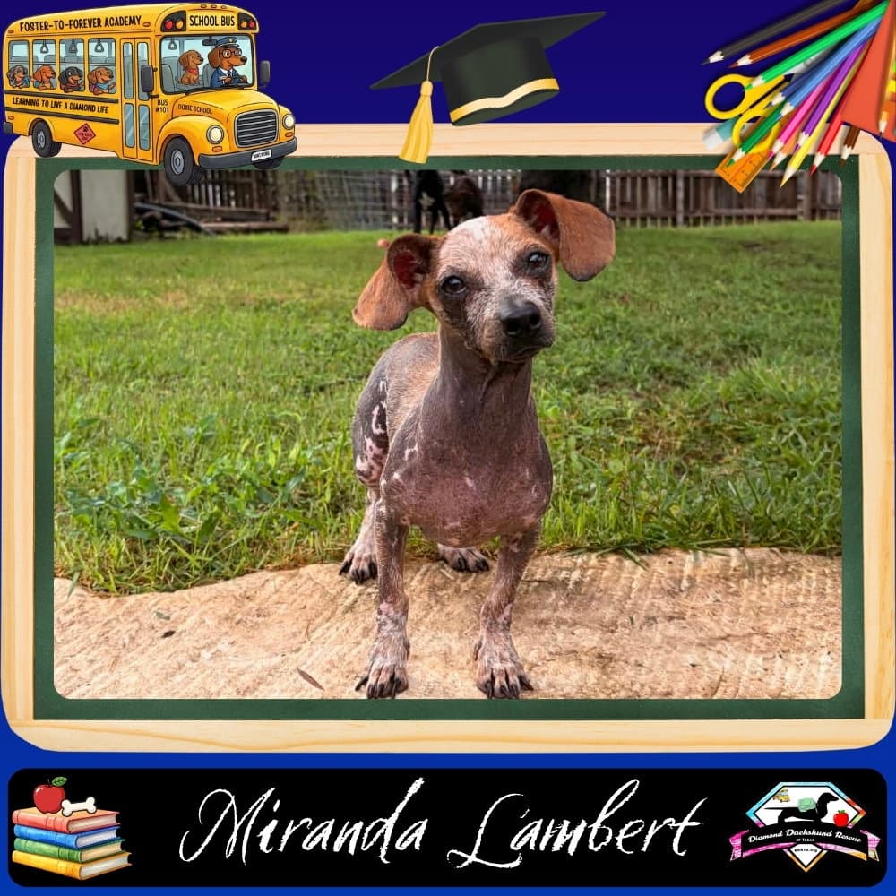 Miranda Lambert - Dachshund