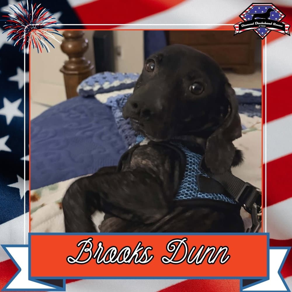 Brooks Dunn - Dachshund