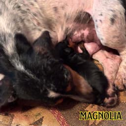 Magnolia Crow image 4